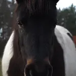 Lantgård Ranczo Jamidar Szczytno (Warmian-Masurian)