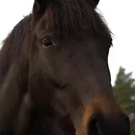 Ranczo Jamidar * Szczytno (Warmian-Masurian)