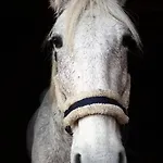 Ranczo Jamidar * Szczytno (Warmian-Masurian)