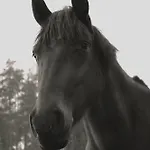 Lantgård Ranczo Jamidar *