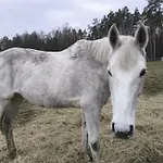 Ranczo Jamidar * Szczytno (Warmian-Masurian)