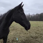 Ranczo Jamidar Lantgård Szczytno (Warmian-Masurian)