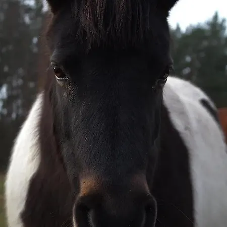 Farm stay Ranczo Jamidar Szczytno (Warmian-Masurian)