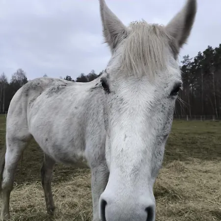 Farm stay Ranczo Jamidar