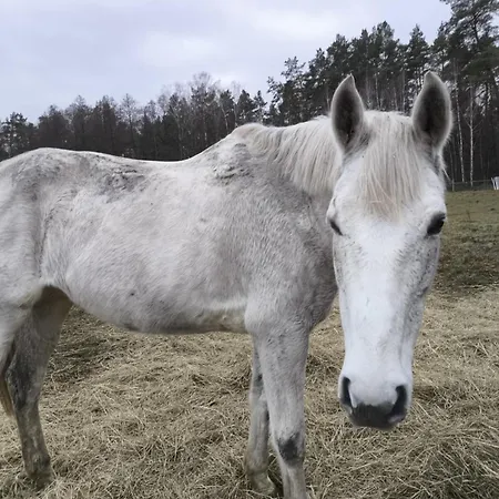 Ranczo Jamidar * Szczytno (Warmian-Masurian)