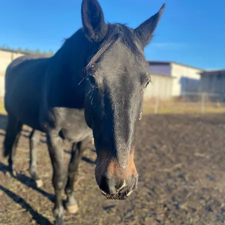 Farm stay Ranczo Jamidar